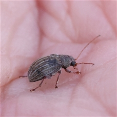 Edusella lineata (Leaf beetle) at Acton, ACT - 8 Nov 2024 by ConBoekel