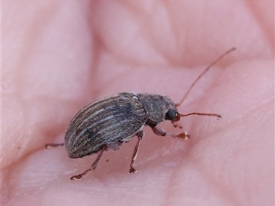 Edusella lineata (Leaf beetle) at Acton, ACT - 8 Nov 2024 by ConBoekel