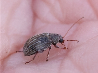 Edusella lineata (Leaf beetle) at Acton, ACT - 7 Nov 2024 by ConBoekel