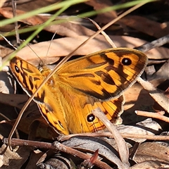 Heteronympha merope (Common Brown Butterfly) at Acton, ACT - 7 Nov 2024 by ConBoekel