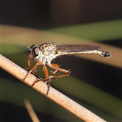 Cerdistus sp. (genus) (Slender Robber Fly) at Acton, ACT - 8 Nov 2024 by ConBoekel