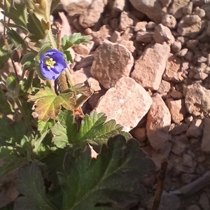 Erodium crinitum at Cooma, NSW - 16 Nov 2024 08:59 AM