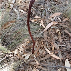 Dipodium sp. (A Hyacinth Orchid) at Cooma, NSW - 16 Nov 2024 by mahargiani