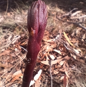 Dipodium sp. at Cooma, NSW - suppressed