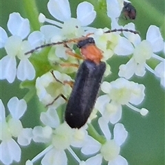 Heteromastix sp. (genus) (Soldier beetle) at Bungendore, NSW - 15 Nov 2024 by clarehoneydove