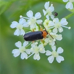 Heteromastix sp. (genus) at Bungendore, NSW - suppressed