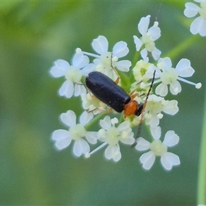 Heteromastix sp. (genus) at Bungendore, NSW - suppressed