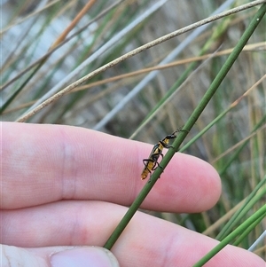 Chauliognathus lugubris at Bungendore, NSW - 15 Nov 2024