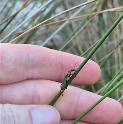 Chauliognathus lugubris at Bungendore, NSW - 15 Nov 2024