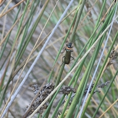 Chauliognathus lugubris at Bungendore, NSW - 15 Nov 2024