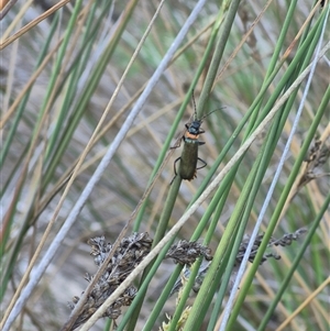 Chauliognathus lugubris at Bungendore, NSW - 15 Nov 2024