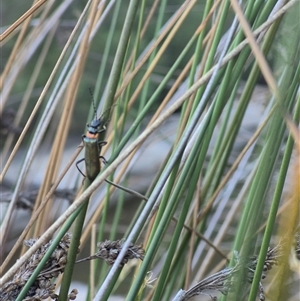 Chauliognathus lugubris at Bungendore, NSW - 15 Nov 2024