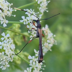 Enchoptera apicalis (Longhorn beetle) at Bungendore, NSW - 15 Nov 2024 by clarehoneydove