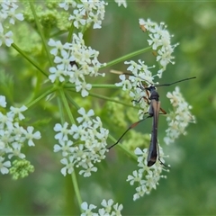 Enchoptera apicalis at Bungendore, NSW - suppressed