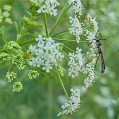 Enchoptera apicalis at Bungendore, NSW - suppressed