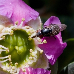 Melanina sp. (genus) at Florey, ACT by KorinneM