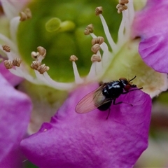 Melanina sp. (genus) at Florey, ACT - 6 Nov 2024 by KorinneM