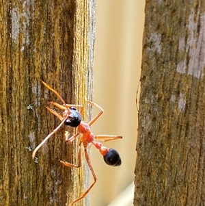 Myrmecia nigriceps at Jerrabomberra, NSW - 16 Nov 2024