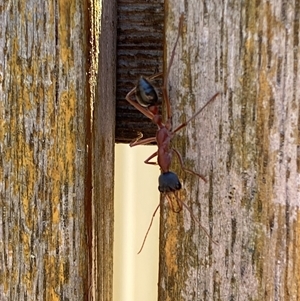 Myrmecia nigriceps at Jerrabomberra, NSW - suppressed