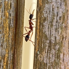 Myrmecia nigriceps at Jerrabomberra, NSW - suppressed