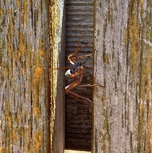 Myrmecia nigriceps at Jerrabomberra, NSW - 16 Nov 2024