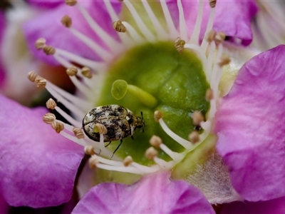Anthrenus verbasci (Varied or Variegated Carpet Beetle) at Florey, ACT - 6 Nov 2024 by KorinneM