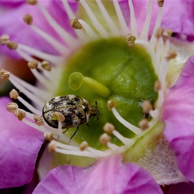 Anthrenus verbasci (Varied or Variegated Carpet Beetle) at Florey, ACT - 6 Nov 2024 by KorinneM