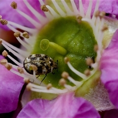 Anthrenus verbasci at Florey, ACT - suppressed