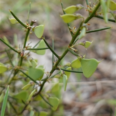 Daviesia genistifolia (Broom Bitter Pea) at Dalton, NSW - 23 Oct 2024 by RobG1