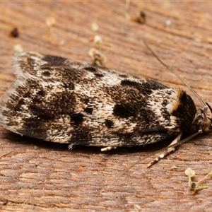 Barea confusella at Downer, ACT - 16 Nov 2024 11:39 AM