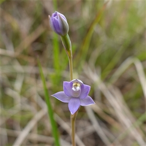 Thelymitra peniculata at Dalton, NSW - 23 Oct 2024