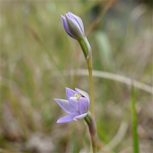 Thelymitra peniculata at Dalton, NSW - 23 Oct 2024