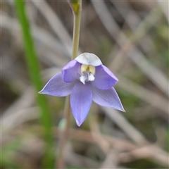 Thelymitra peniculata at Dalton, NSW - 23 Oct 2024