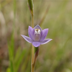 Thelymitra peniculata at Dalton, NSW - 23 Oct 2024