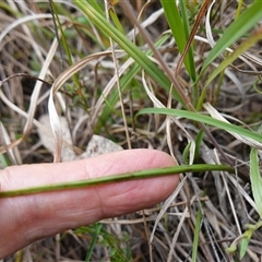 Thelymitra peniculata at Dalton, NSW - 23 Oct 2024