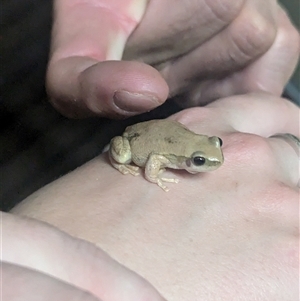 Litoria rubella at Tibooburra, NSW - 12 Nov 2024