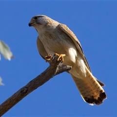 Falco cenchroides (Nankeen Kestrel) at Pialligo, ACT - 14 Nov 2024 by jb2602