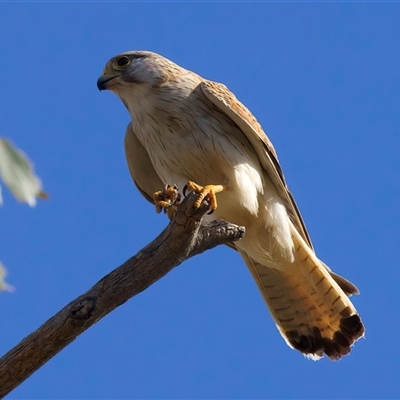 Falco cenchroides (Nankeen Kestrel) at Ainslie, ACT - 14 Nov 2024 by jb2602