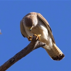 Falco cenchroides at Ainslie, ACT - 14 Nov 2024