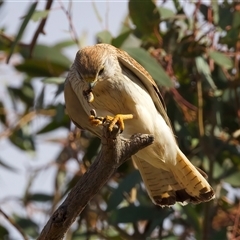 Falco cenchroides at Ainslie, ACT - 14 Nov 2024