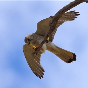 Falco cenchroides at Ainslie, ACT - 14 Nov 2024