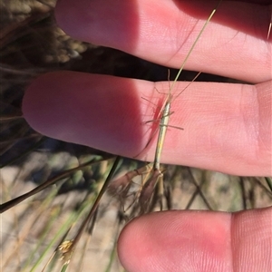 Alydidae (family) at Bungendore, NSW - suppressed