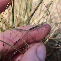 Alydidae (family) at Bungendore, NSW - suppressed