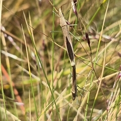 Alydidae (family) at Bungendore, NSW - suppressed