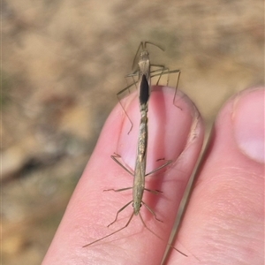 Alydidae (family) at Bungendore, NSW - suppressed