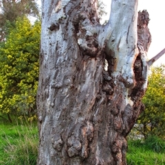 Eucalyptus (genus) (A Gum Tree) at Tumut, NSW - 24 Jul 2013 by MB