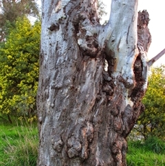 Eucalyptus sp. (A Gum Tree) at Tumut, NSW - 24 Jul 2013 by MB