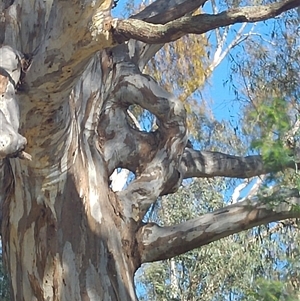 Eucalyptus sp. at Kialla, VIC by MB