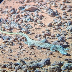 Varanus gouldii (Sand Goanna) at Tibooburra, NSW - 12 Nov 2024 by Darcy