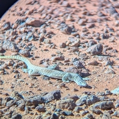 Varanus gouldii at Tibooburra, NSW - 13 Nov 2024 09:14 AM